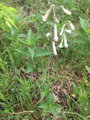 Penstemon tenuiflorus