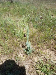 Fritillaria agrestis