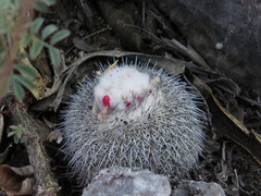 Epithelantha unguispina