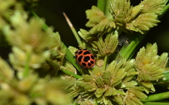 Coleomegilla maculata