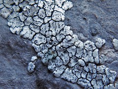 Stigmidium epixanthum