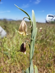 Fritillaria agrestis