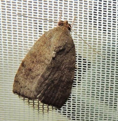 Austrocarea iocephala