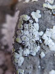 Acarospora epilutescens