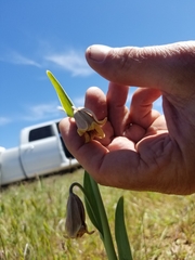 Fritillaria agrestis