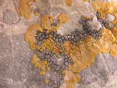 Caloplaca eugyra