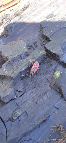 European Firebug