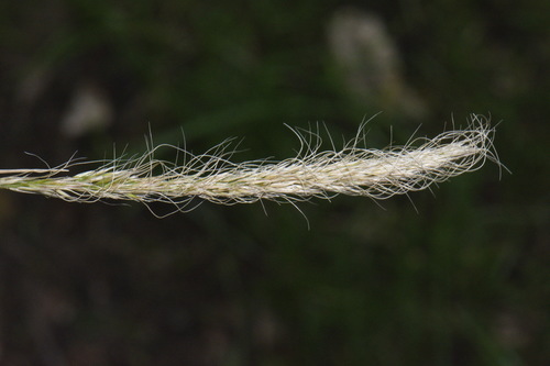 Dichelachne crinita