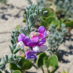 Lathyrus littoralis