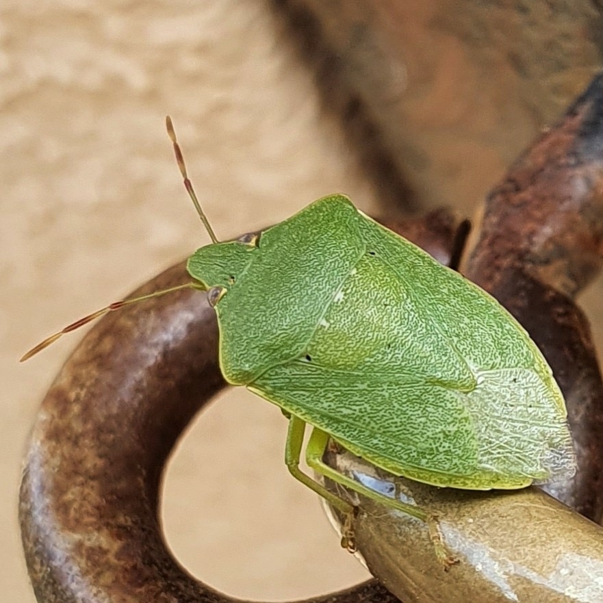 Southern Green Stink Bug
