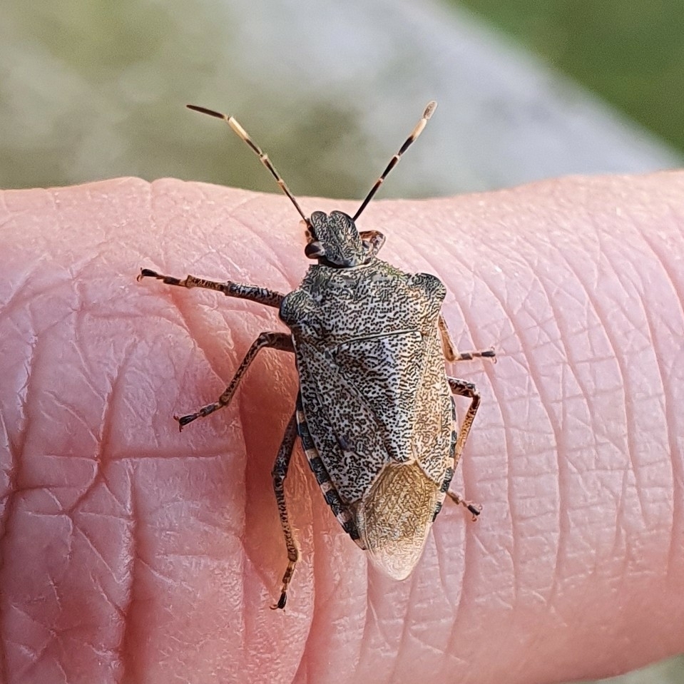 Bronze Shield Bug