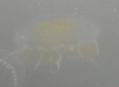 Phacellophora camtschatica image
