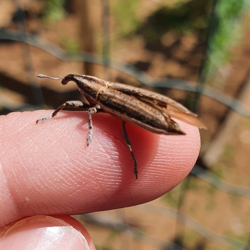 Lixus anguinus