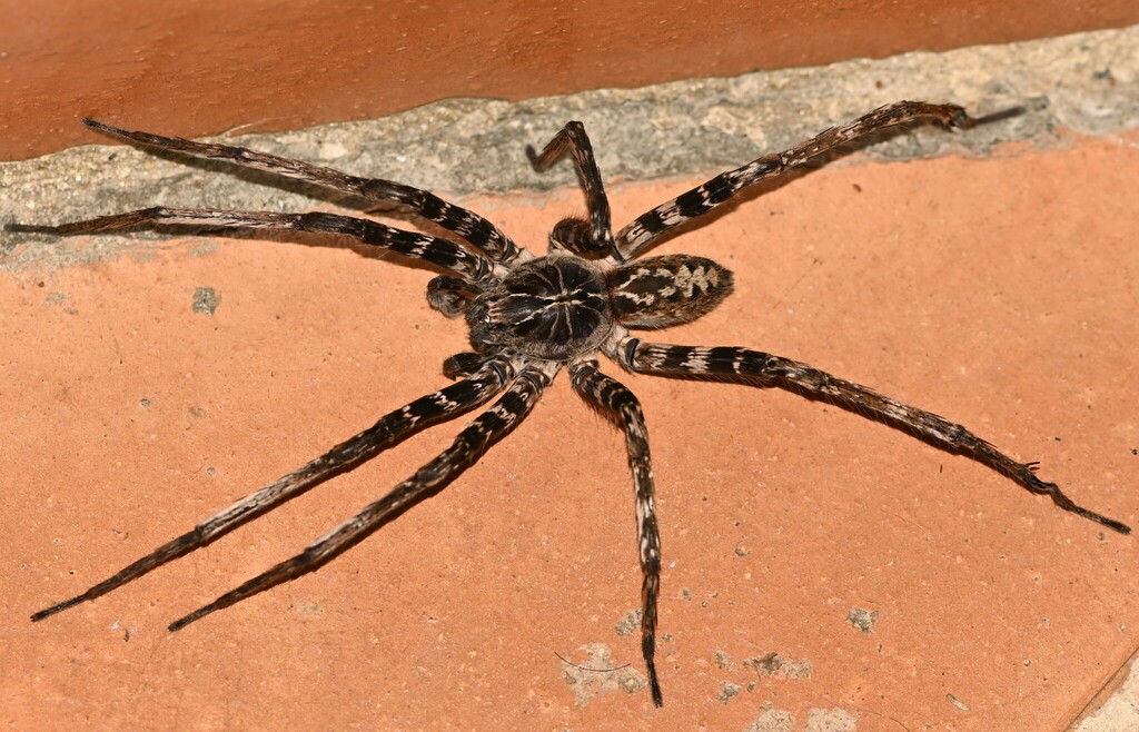 Kiekie panamensis