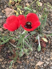 Papaver macrostomum