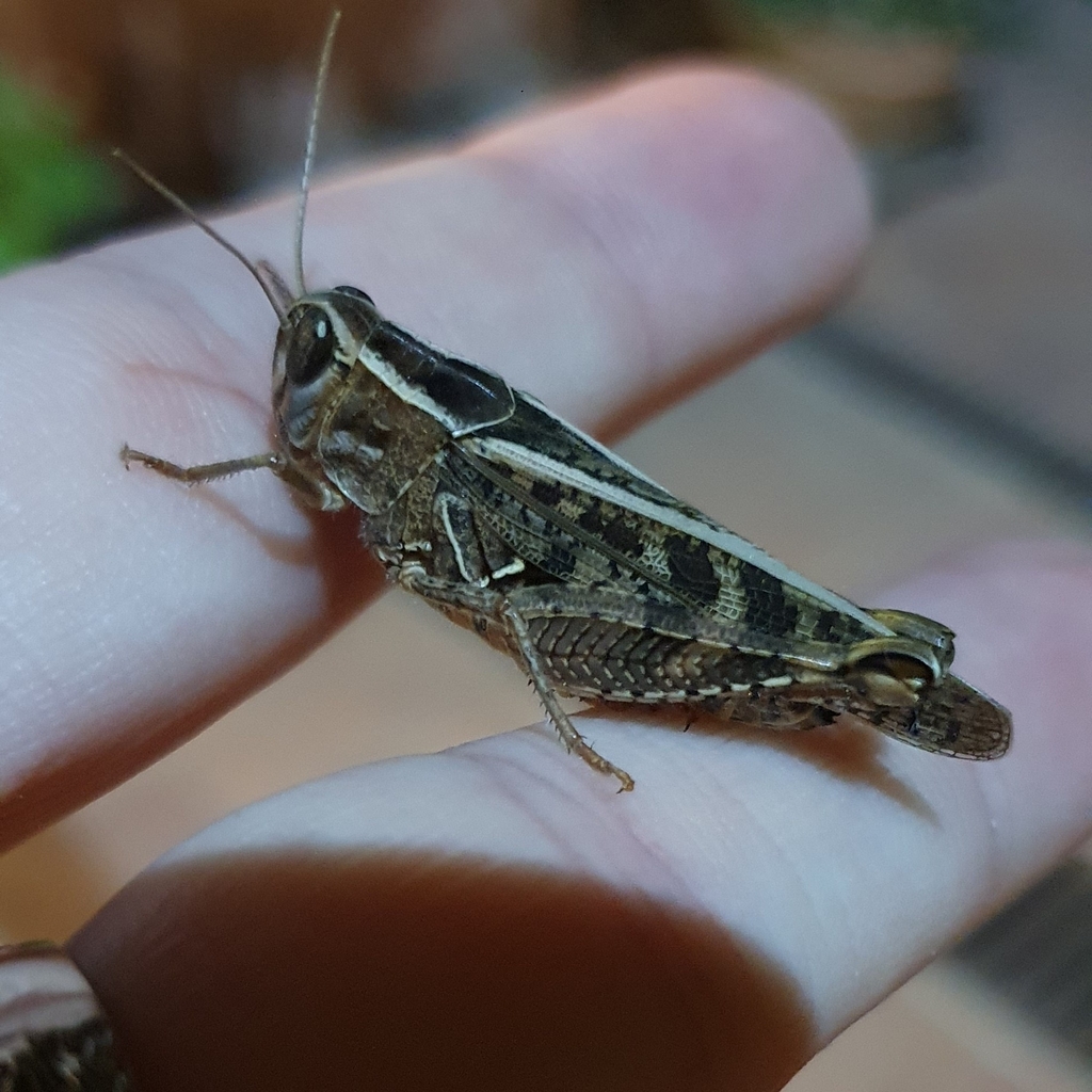 Caloptène italien
