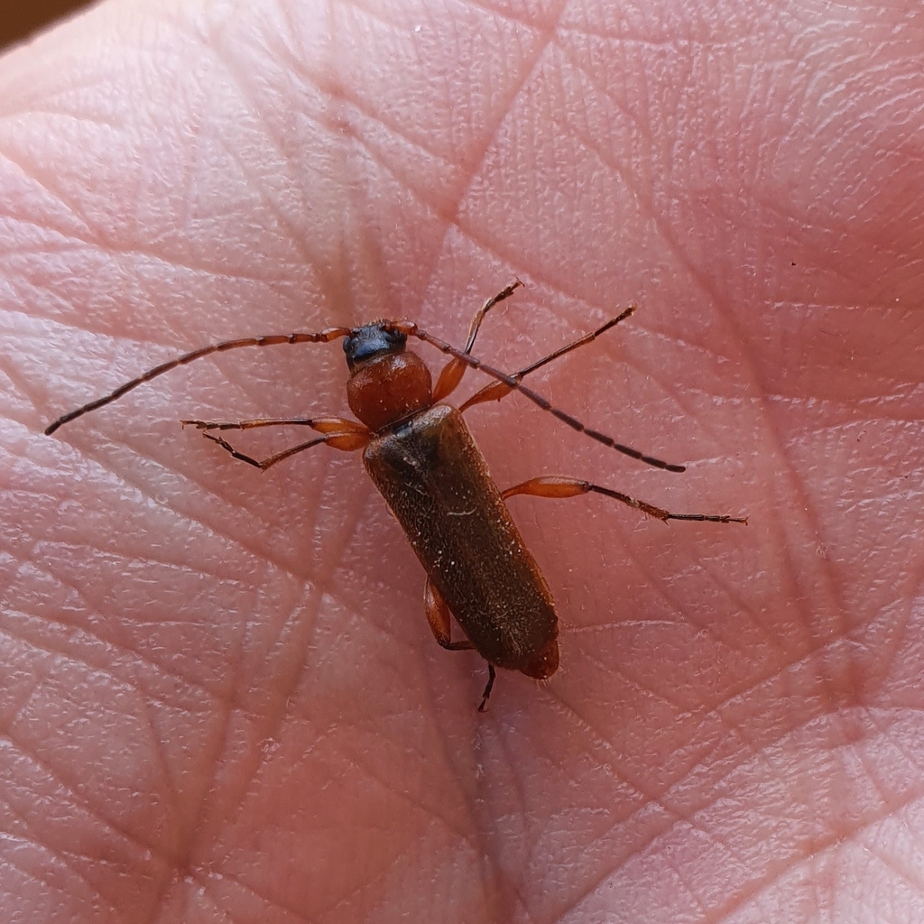Phymatode variable
