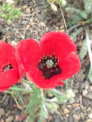 Papaver macrostomum