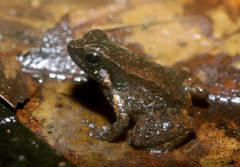 Pale Rocket Frog photo 1