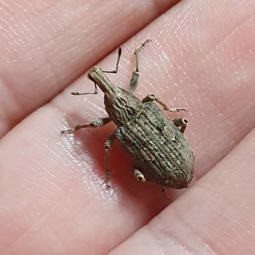 Rhytideres plicatus