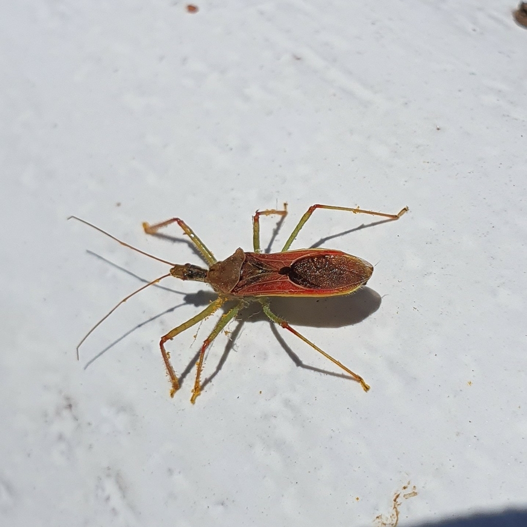 Leafhopper Assassin Bug