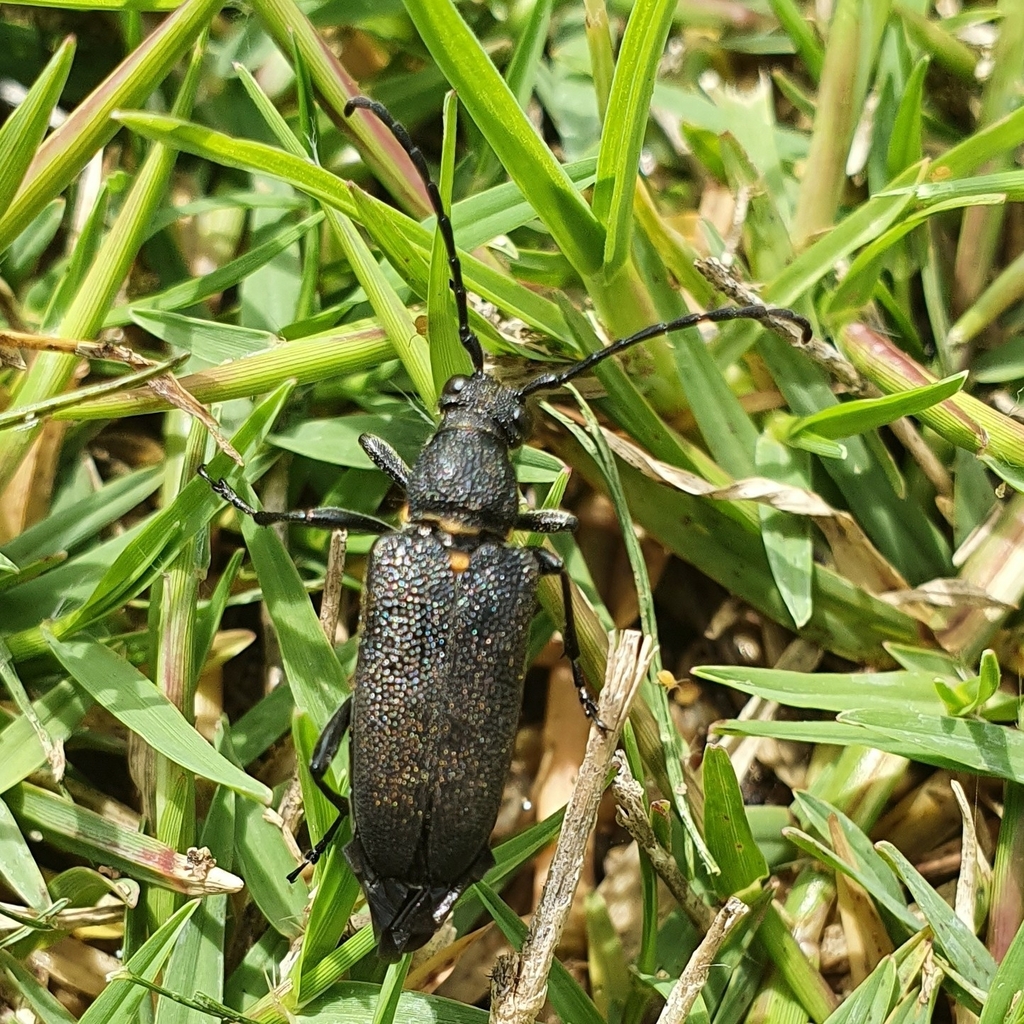 Lepture écussonné