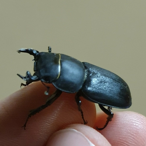 Balkenschröter