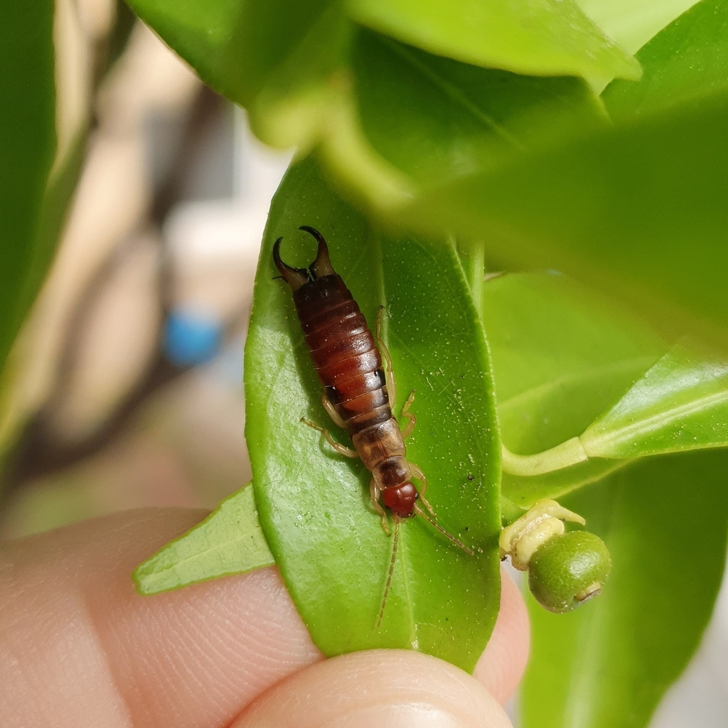 Deceiving Earwig