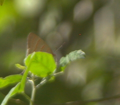 Hemiolaus caeculus caeculus