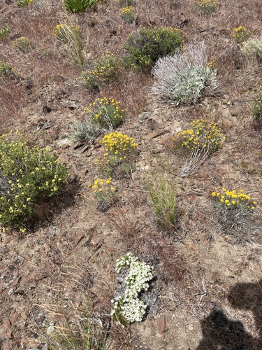 Image of Eremogone franklinii by no rights reserved