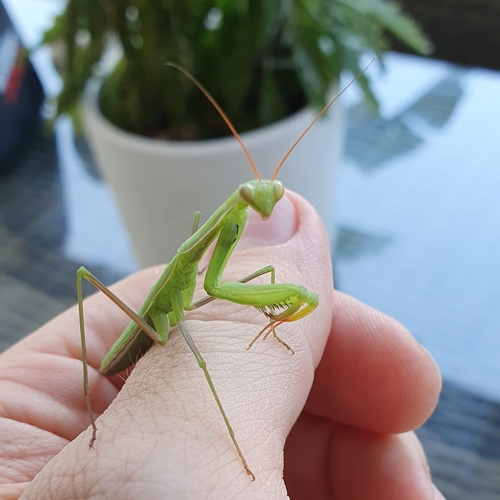 Mantide religiosa