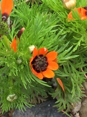 Adonis aestivalis