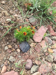 Adonis aestivalis