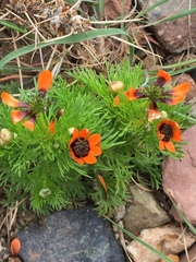 Adonis aestivalis