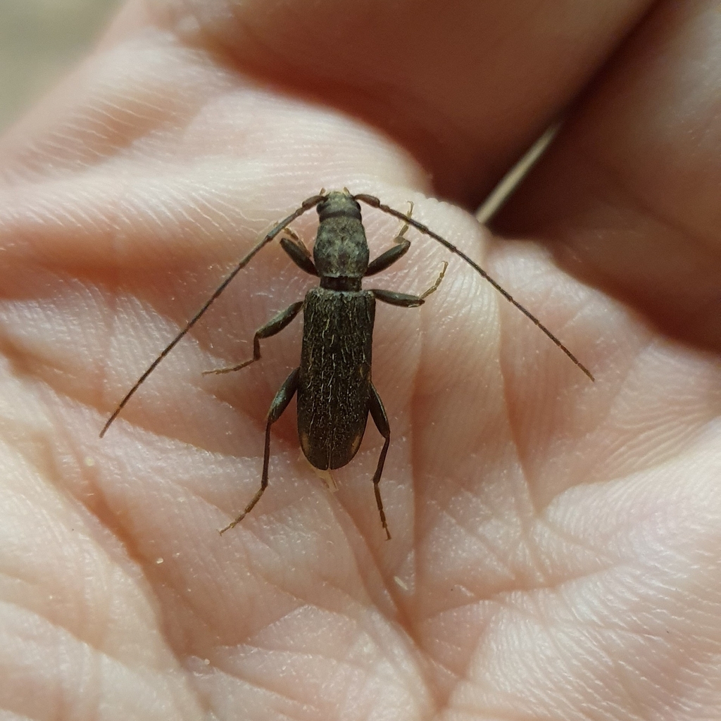 Penichroa fasciata
