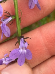 Lobelia gattingeri