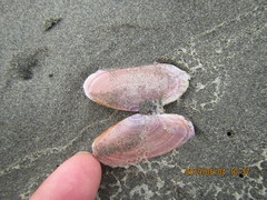 Gari lineolata