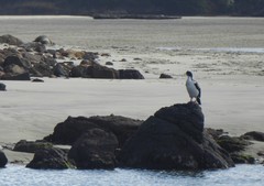 Leucocarbo chalconotus