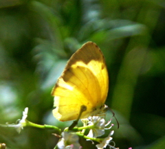 Eurema hecabe solifera