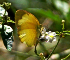 Eurema hecabe solifera