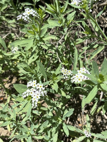 iNaturalist observation photo of alkali heliotrope