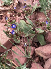 Veronica capillipes