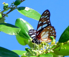 Graphium leonidas leonidas