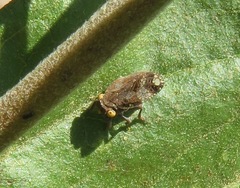 Dictyobia semivitrea