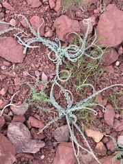 Cichorieae