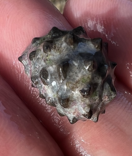 Drupa ricinus observed 2024-05-07