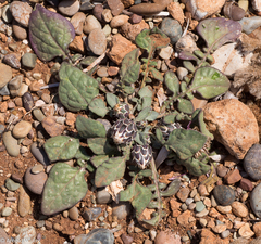 Crocodilium creticum