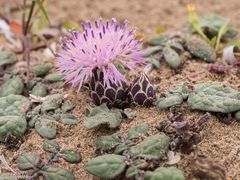 Crocodilium creticum