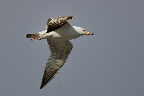 Caspian Gull, photo 8 of 9