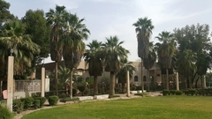 Washingtonia